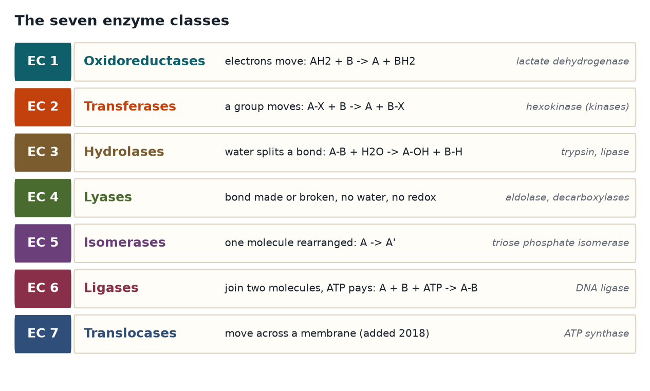 The seven enzyme classes with reaction pattern and an example for each
