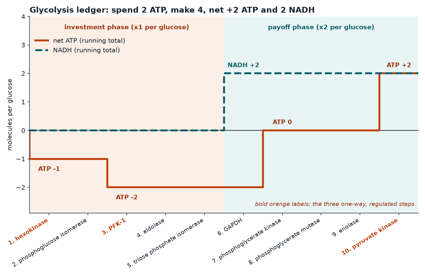 Running ATP and NADH totals across the ten steps of glycolysis