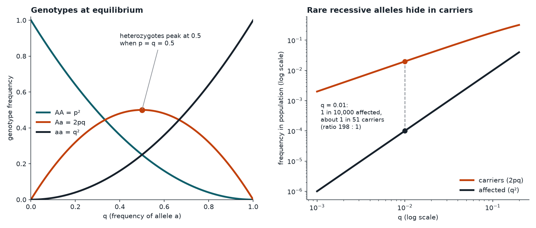 Genotype frequencies across allele frequency, and carriers versus affected individuals for rare recessive alleles