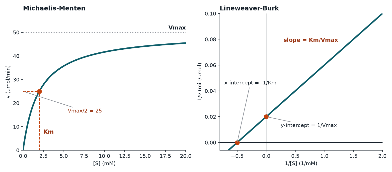 Michaelis-Menten curve and matching Lineweaver-Burk line with labeled intercepts