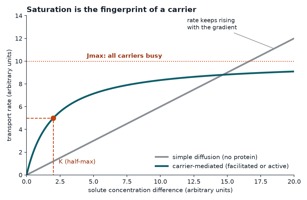 Transport rate versus solute concentration for simple diffusion and carrier-mediated transport