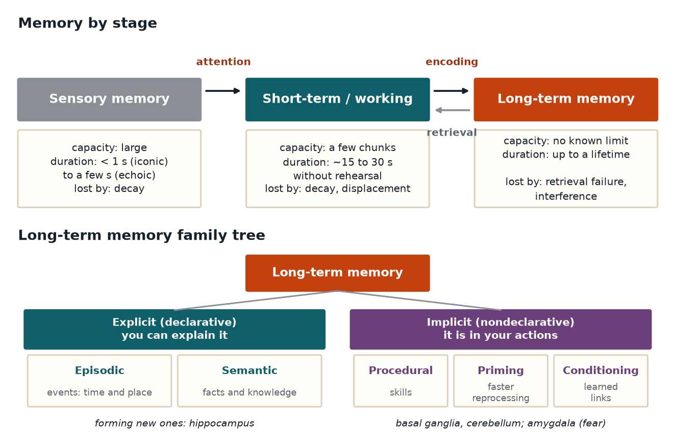 Three-stage memory model with capacity and duration for each store and the long-term memory family tree