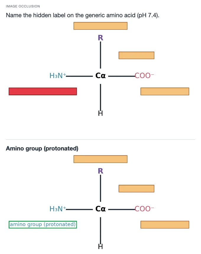 Sample card from Amino Acids, Proteins and Enzymes, answer side