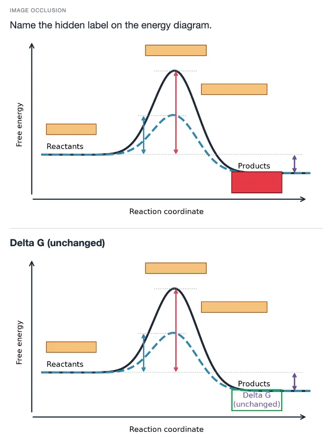 Sample card from Amino Acids, Proteins and Enzymes, answer side