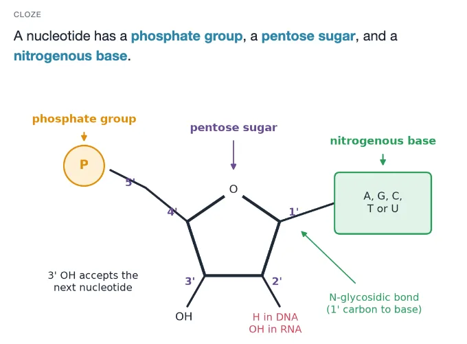 Sample card from DNA, Genetic Information and Gene Expression, answer side