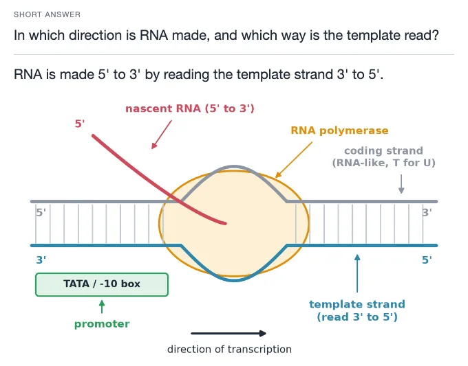 Sample card from DNA, Genetic Information and Gene Expression, answer side