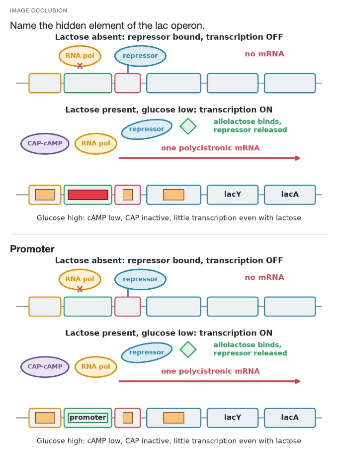 Sample card from DNA, Genetic Information and Gene Expression, answer side