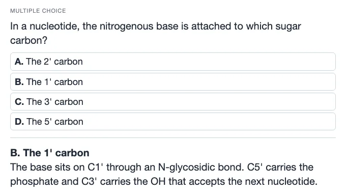 Sample multiple choice card: In a nucleotide, the nitrogenous base is attached to which sugar carbon?