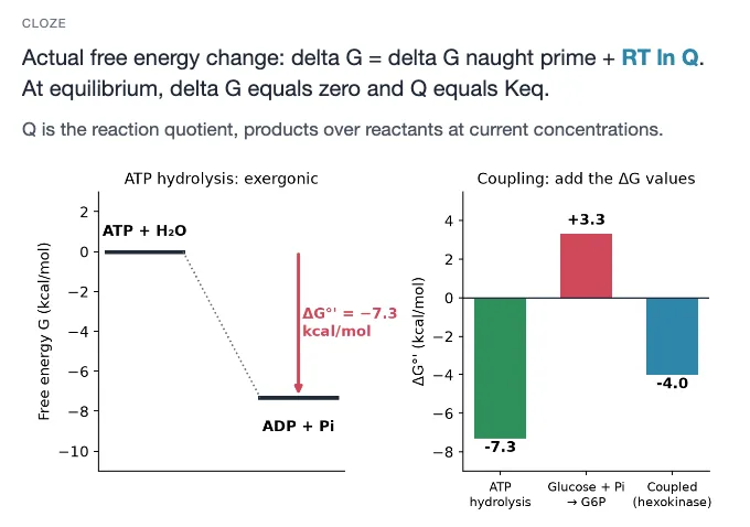 Sample card from Metabolism and Bioenergetics, answer side