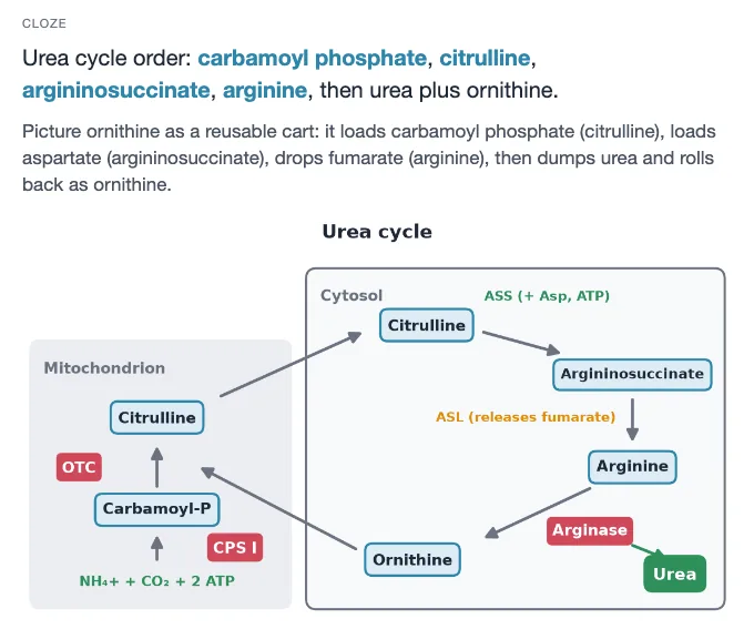 Sample card from Metabolism and Bioenergetics, answer side