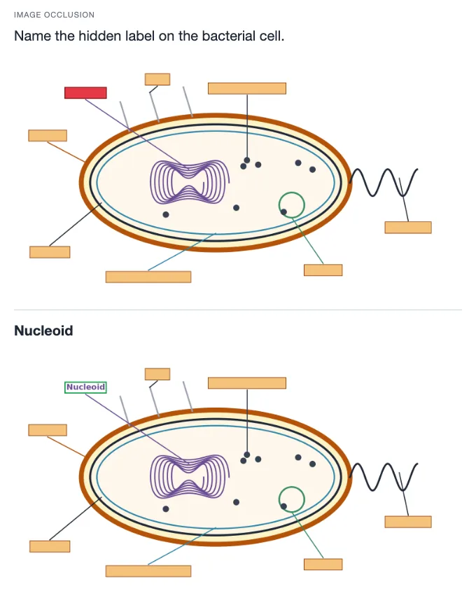 Sample card from Prokaryotes, Viruses and Microbial Genetics, answer side