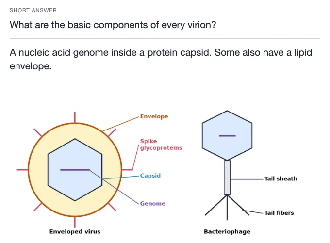 Sample card from Prokaryotes, Viruses and Microbial Genetics, answer side