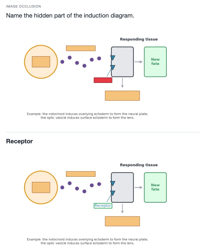 Sample card from Cell Division, Development and Reproduction, answer side
