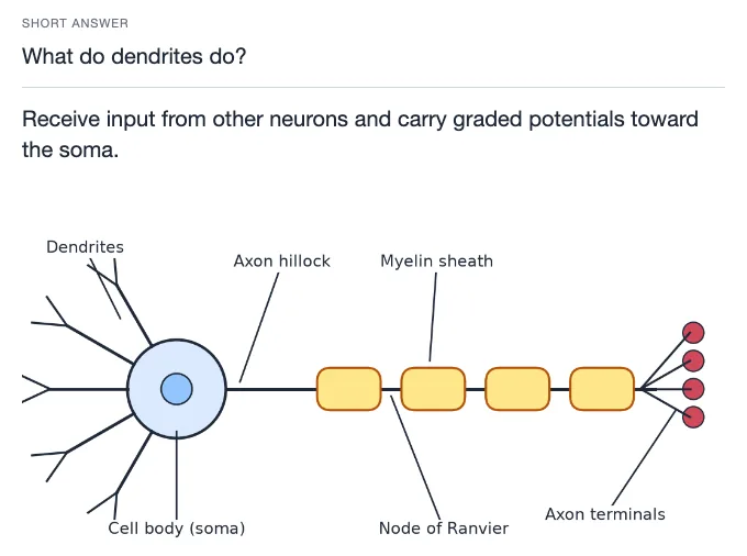 Sample card from Nervous and Endocrine Systems, answer side