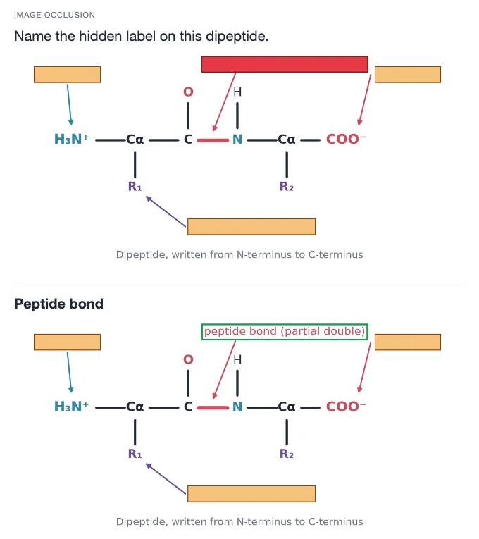 Sample card from Biologically Relevant Molecules and Organic Reactivity, answer side